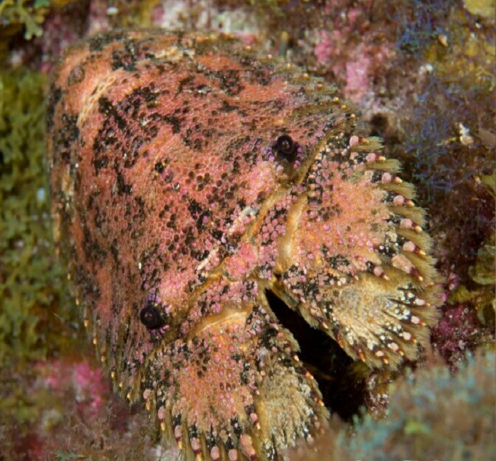 Каледонський омар