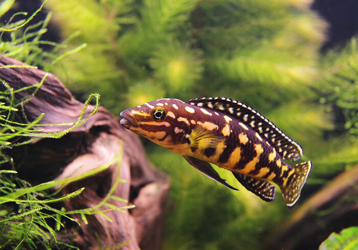 Хроміс Марліера