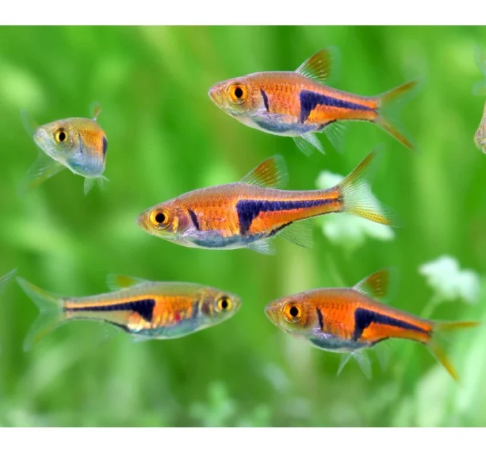 Розбору еспей