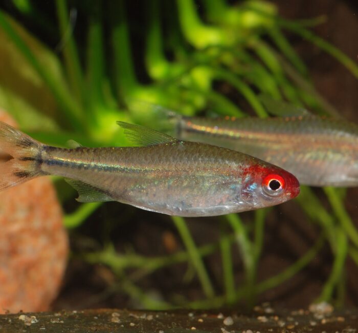 Родостомус