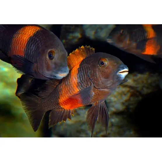 Трофеус бемба