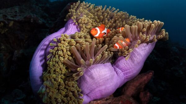 Дивовижний світ коралових рифів