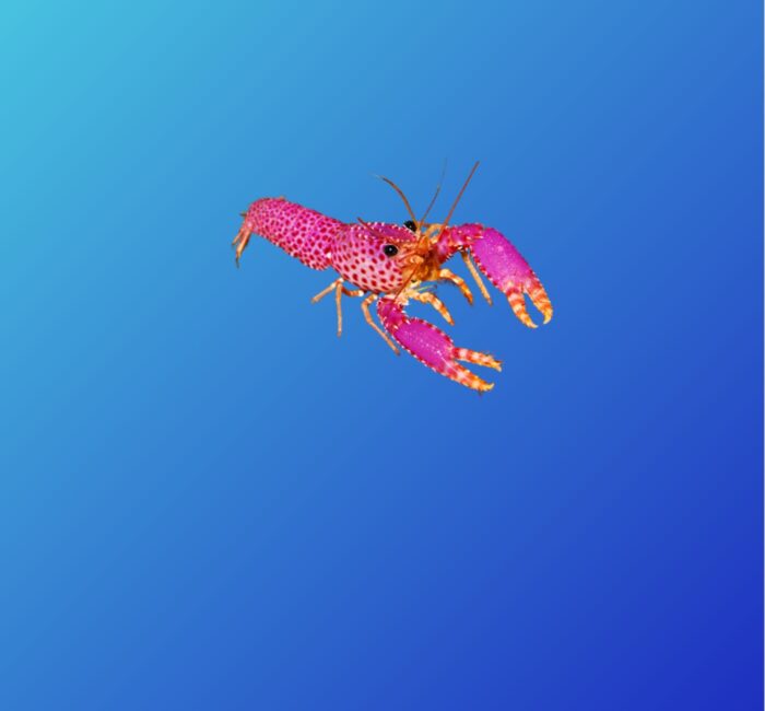 Рифовий омар