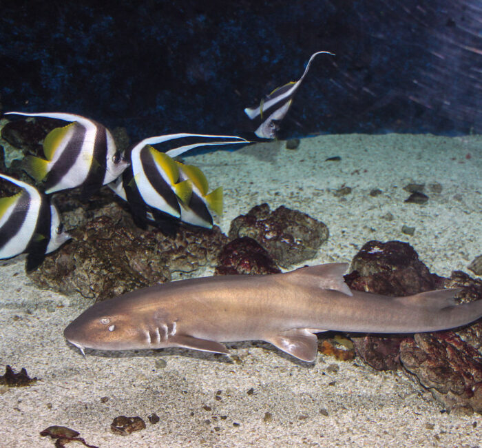 Бамбукова акула